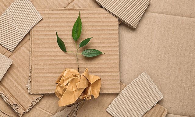 A green branch lies on some corrugated cardboard.