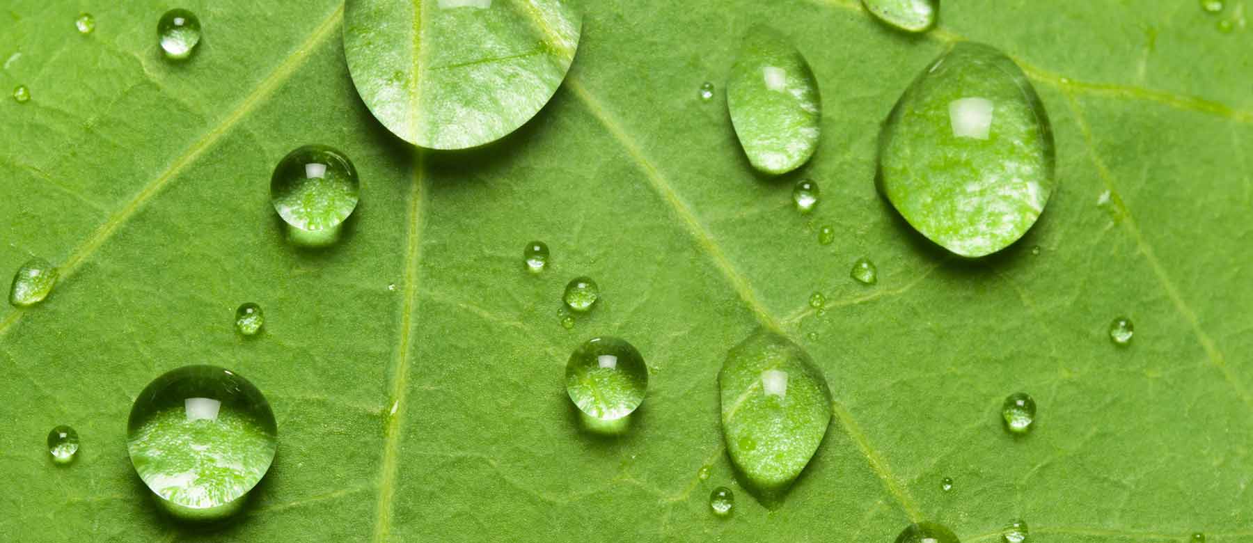 Une feuille arrosée d’eau.